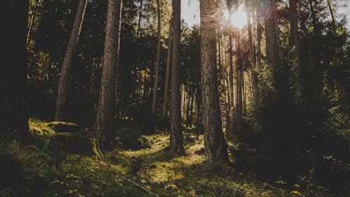 Безкоштовне стокове фото на тему «Денне світло, дерева, ліс»