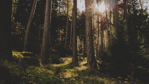 Fotobanka s bezplatnými fotkami na tému dedinský, denné svetlo, les