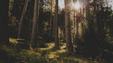 阳光透过高大的树木，在风景优美的森林中营造出宁静的氛围