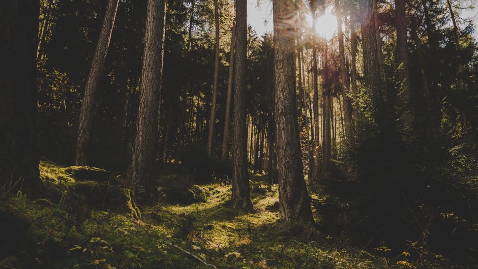 Scenic forest landscape with sunlight filtering through tall trees, creating a tranquil atmosphere.