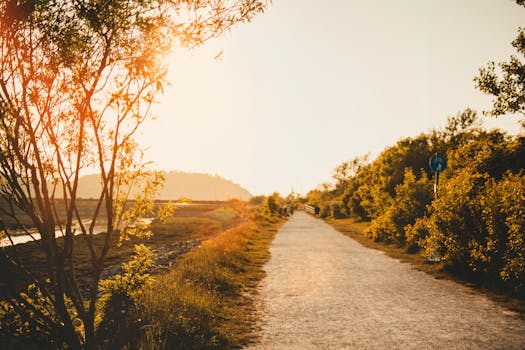 Golden sunlight bathes a tranquil pathway in the Welsh countryside, perfect for exploration.