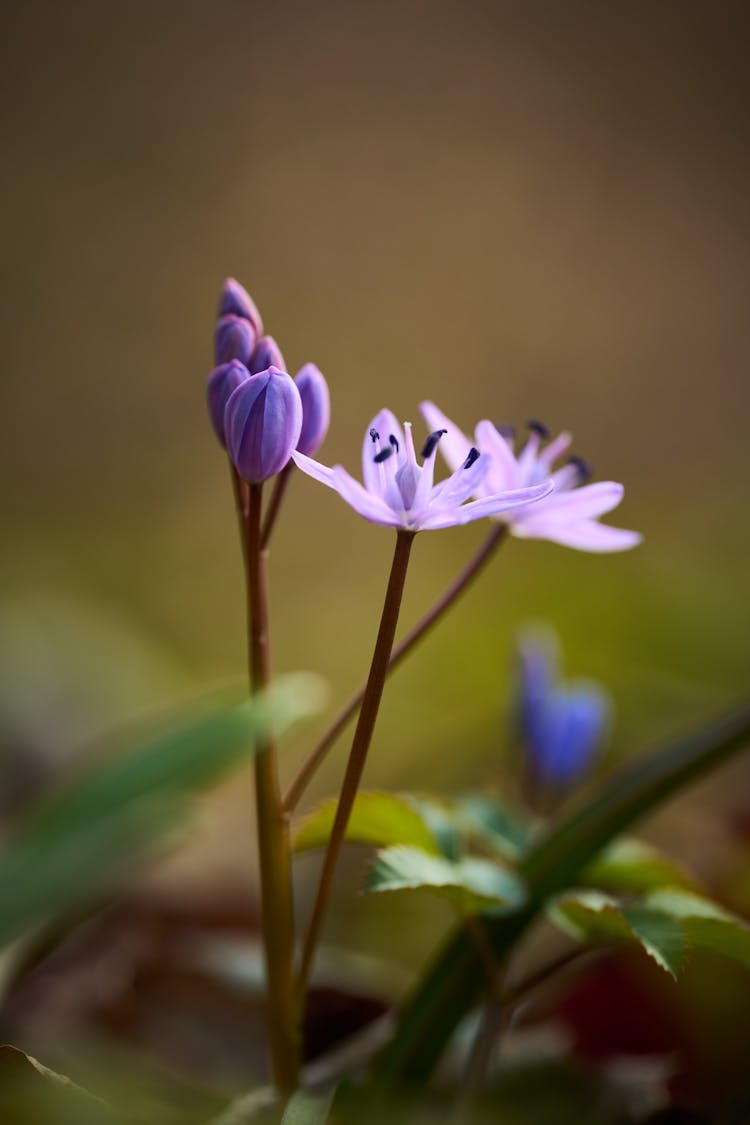 Lilac Flowers Growing In Garden