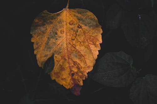 Free stock photo of 50mm, background, dry leaf