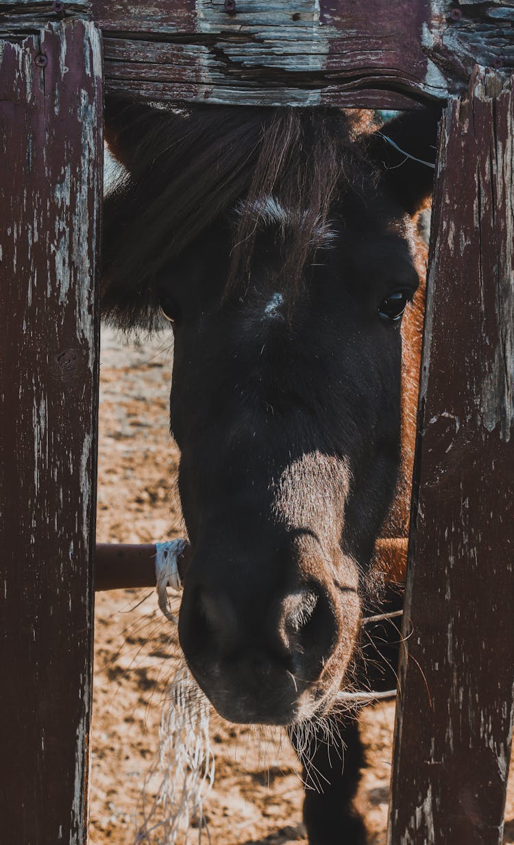 Horse In Brown Wooden Cage