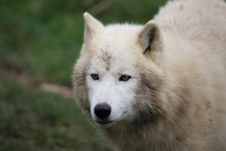 A White Wolf In Close-up Photography