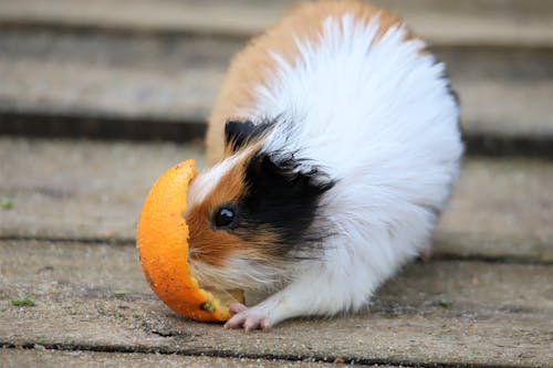 White and Brown Guinea Pig with an Orange Peel