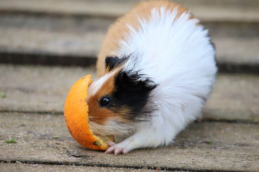 A cute guinea pig nibbling on an orange peel on a wooden surface outdoors.