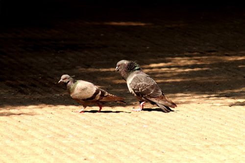 Free Two pigeons stroll on sunlit pavement in Kathmandu, Nepal, capturing a peaceful urban moment. Stock Photo