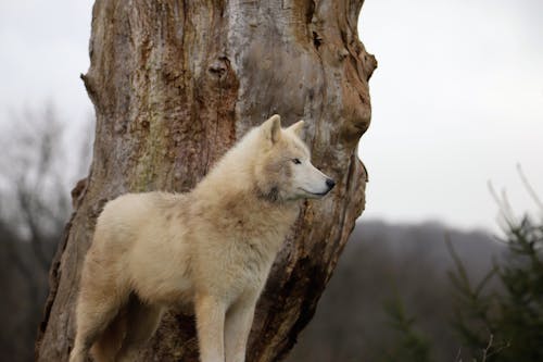 Arcrtic wolf Wallpapers Download