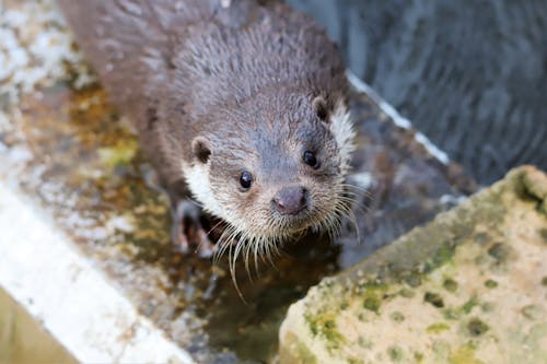 Free Close-up Photo of am Otter with Wet Fur Stock Photo