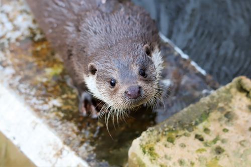 Free Captivating close-up of a wet otter in Pays de la Loire, France. Perfect for nature enthusiasts. Stock Photo