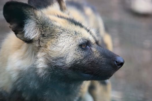 Detailed portrait of an African wild dog showcasing its distinct features in France.