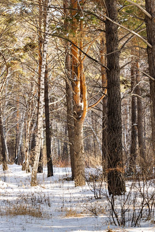 Free Brown Trees on Snow Covered Ground Stock Photo