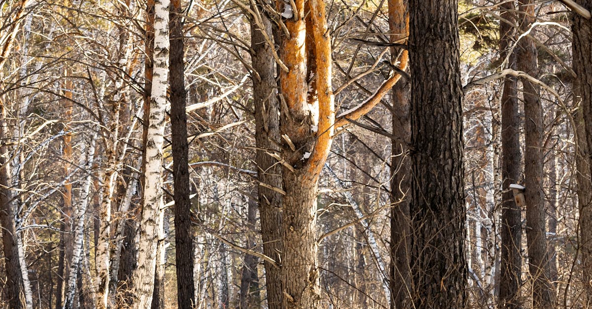Serene winter forest in Russia with snow-covered pine and birch trees.