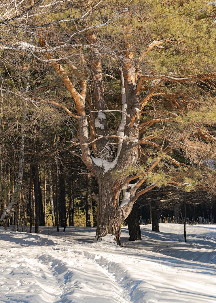 Tree Growing In Winter Forest