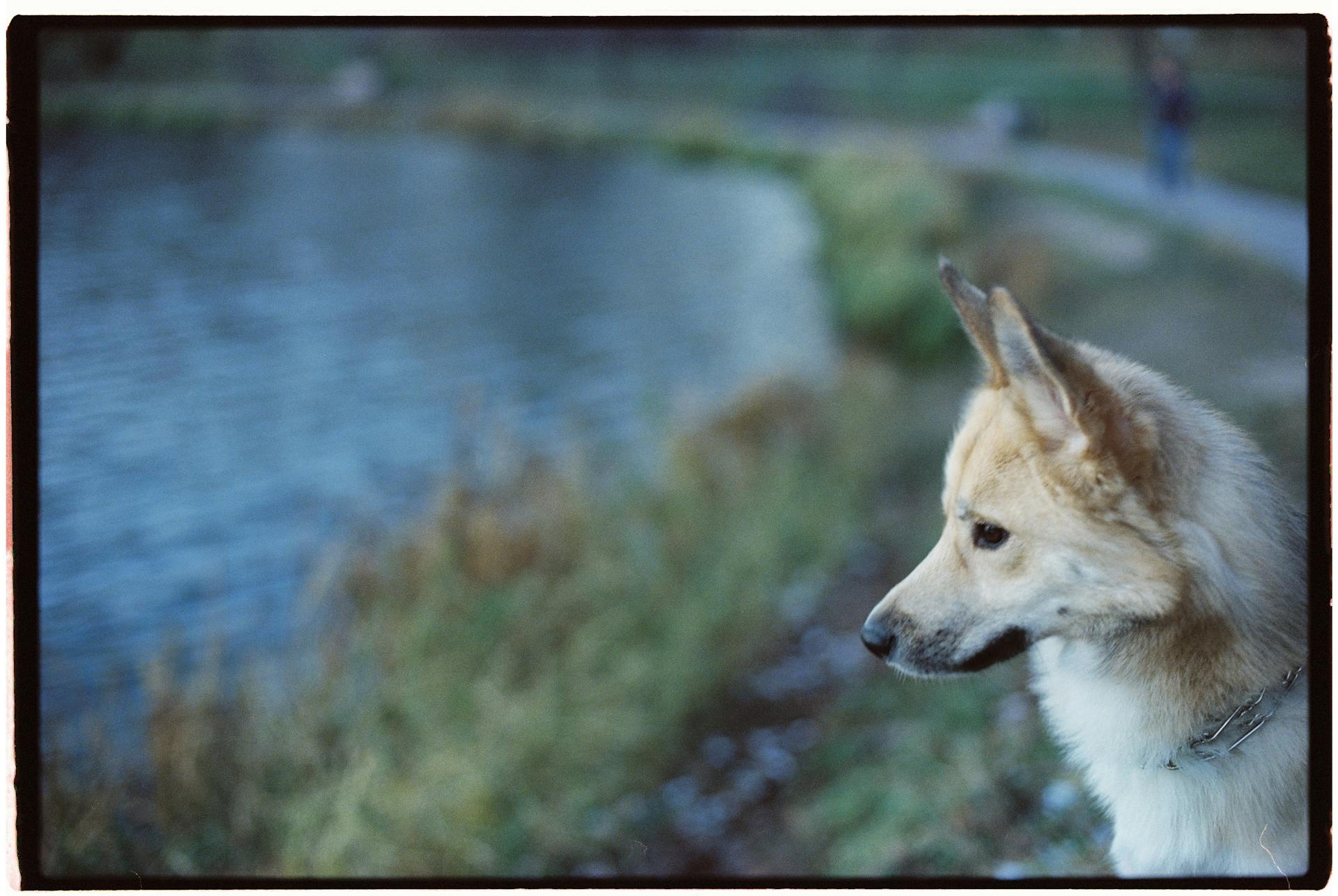 Norwegian Buhund Dog Near Water