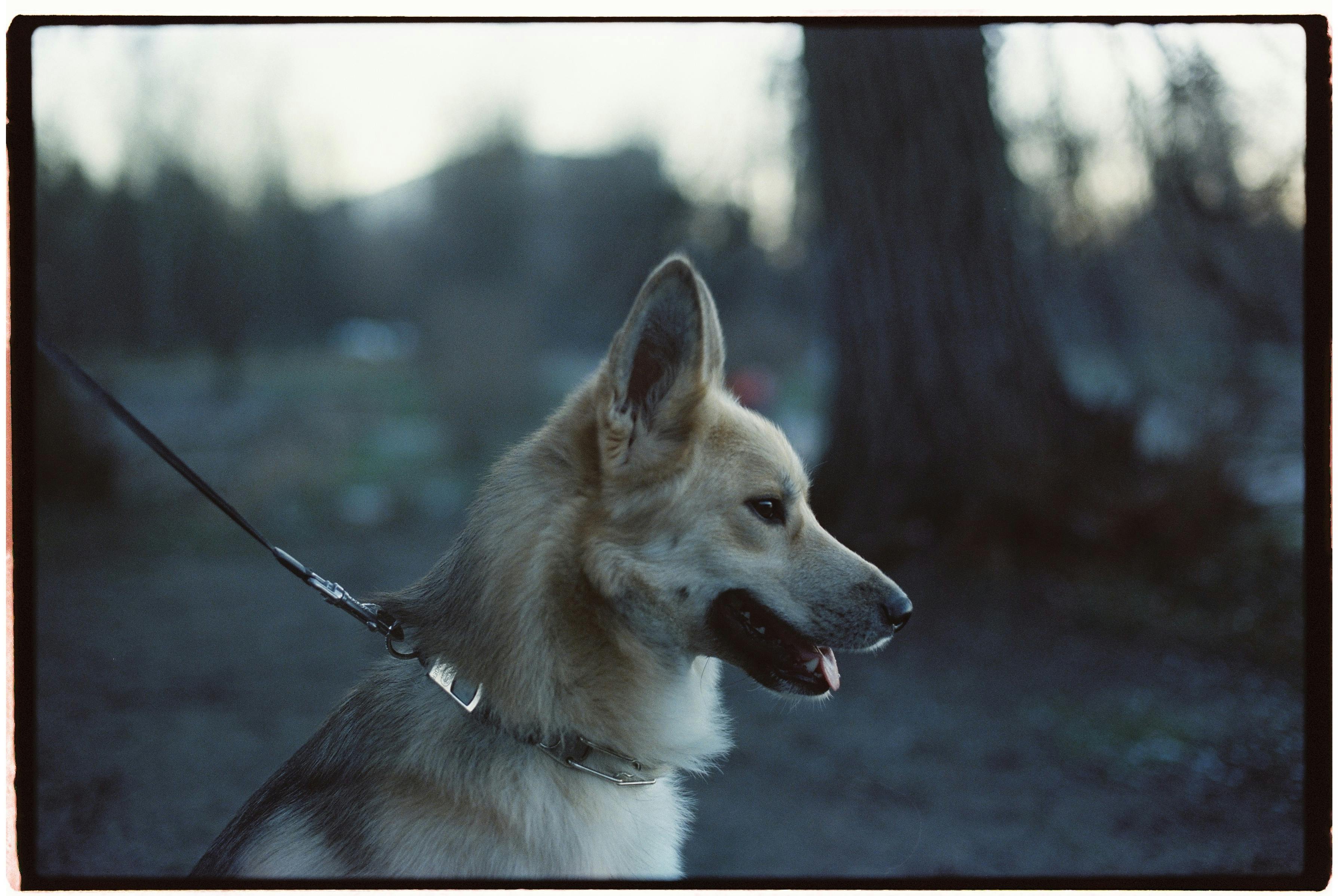 Der Hund, der jeden Jogger hasste — und wie ich herausfand, warum