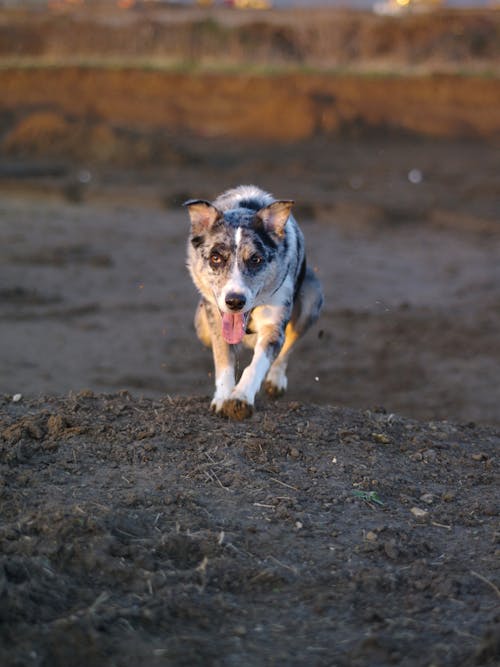 Close up of Dog