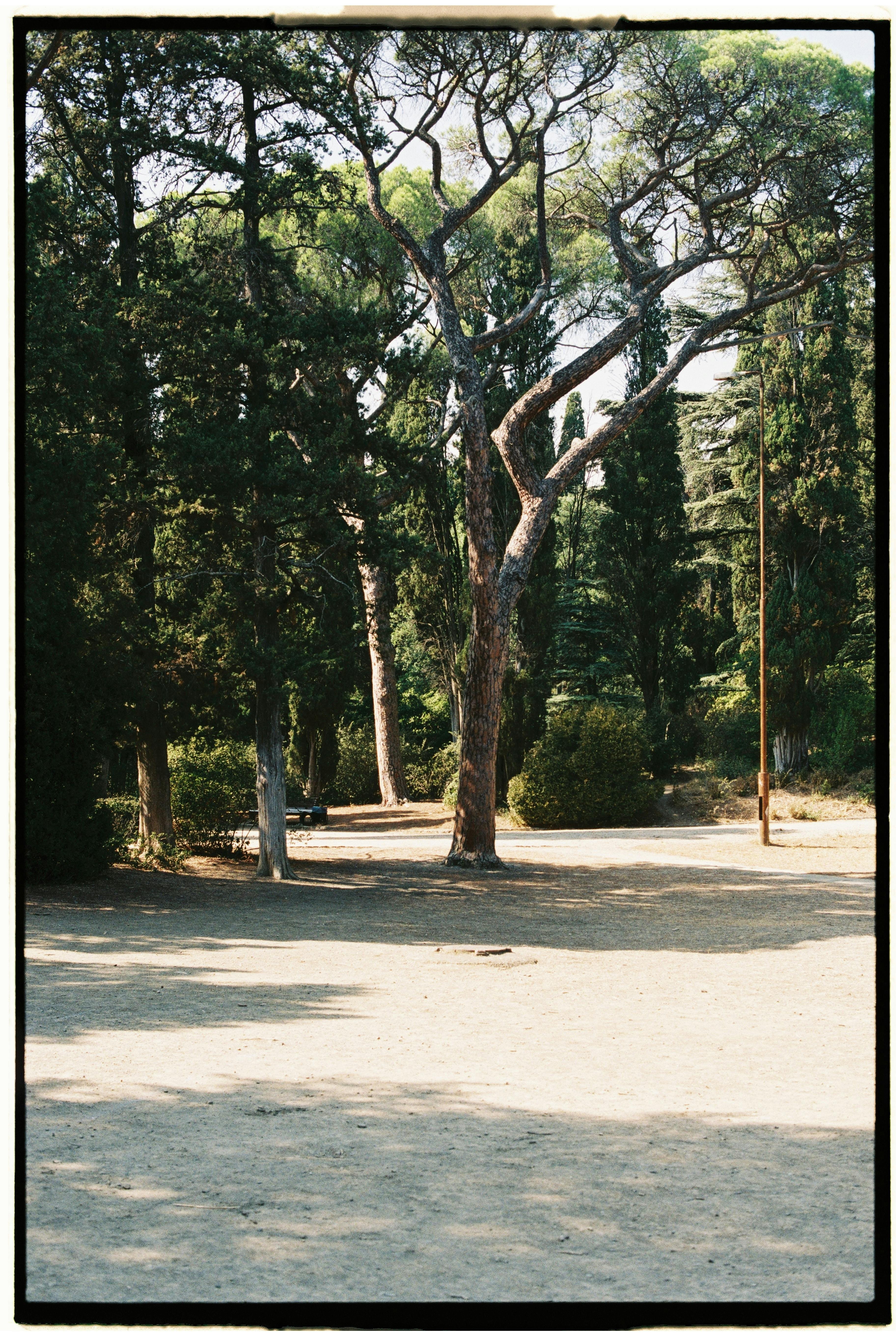 Tranquil park setting with tall pine trees casting shade over sandy ground on a sunny day.