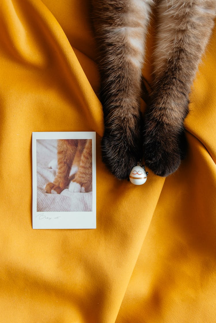 Cat Paws By A Polaroid Picture On Yellow Fabric