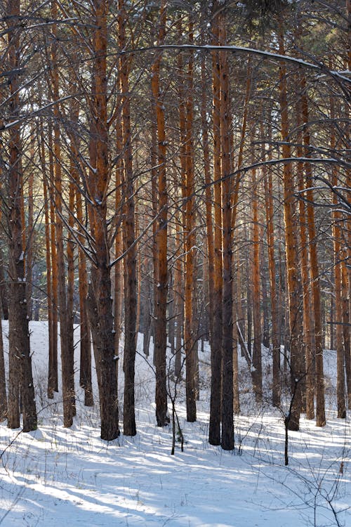 Kostenloses Stock Foto zu bäume, kalt, mobile wallpaper