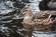 Brown Duck on Water