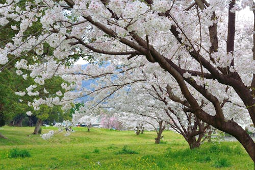 Ingyenes stockfotó cseresznye, cseresznyevirág, fák témában