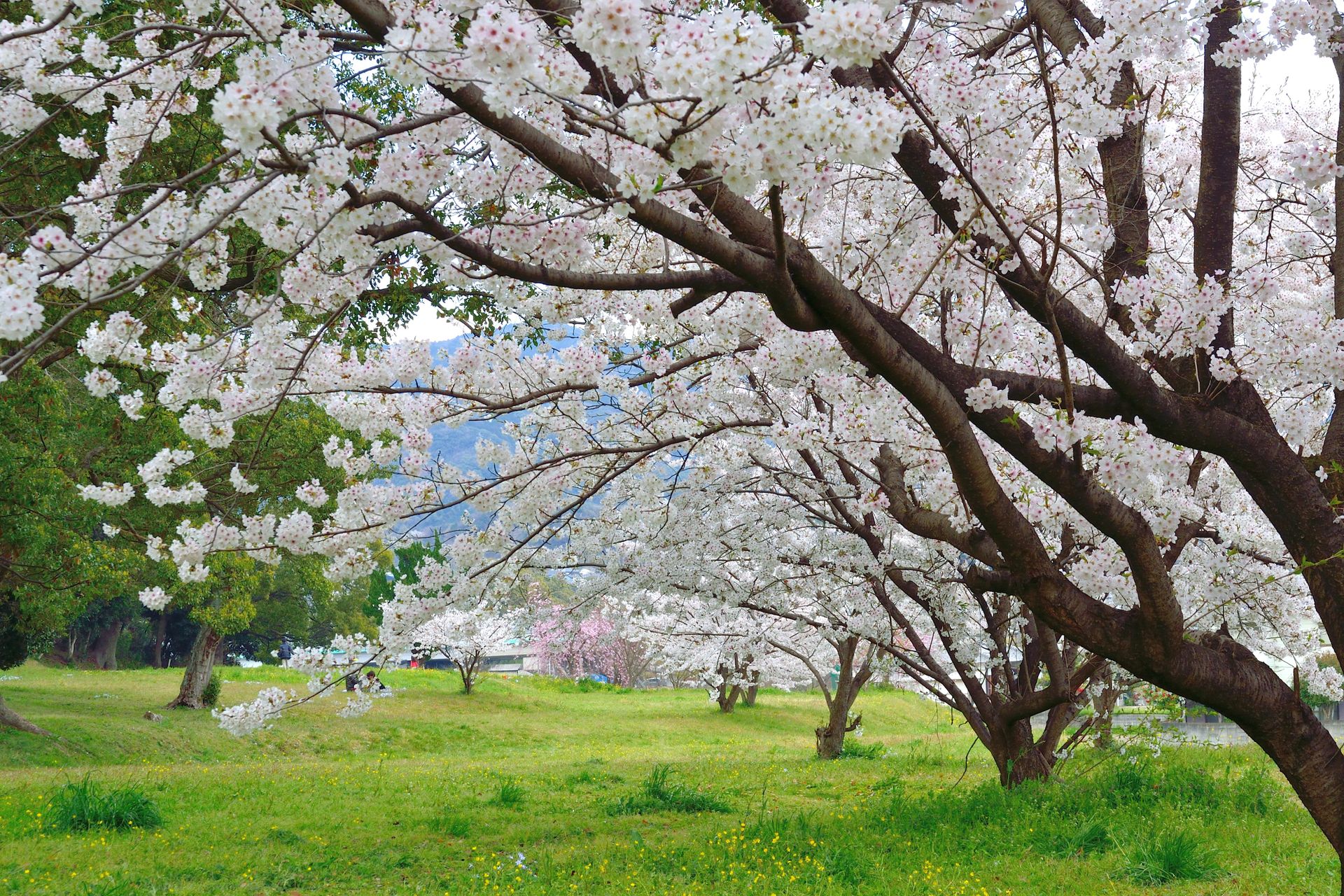 Tranquil view of cherry blossom trees in full bloom set in a green Fukuoka park during spring.