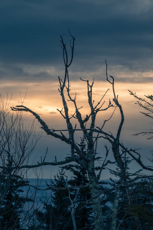 Leafless Tree During Winter Against a Sunset 