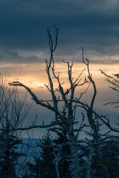 Bare tree silhouettes against a cold winter sunset, creating a dramatic and moody atmosphere.