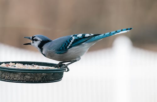 Blue Jay Bird