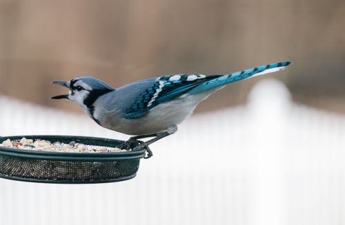 Free A vibrant blue jay perched on a feeder with seeds, showcasing its striking feathers. Stock Photo