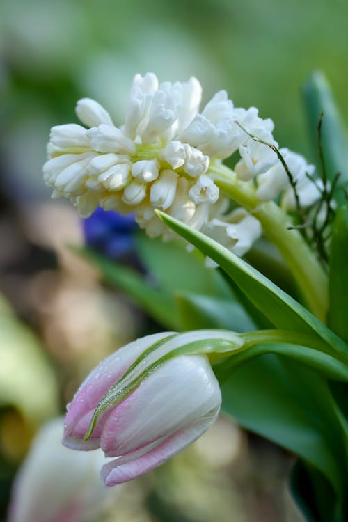 Spring Flowers