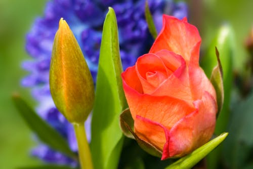 Gratuit Photos gratuites de bouton de fleur, fermer, fleur Photos