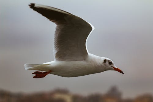 White Gull Flying