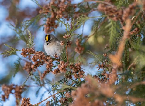 White and Black Bird on Brown Tree Branch