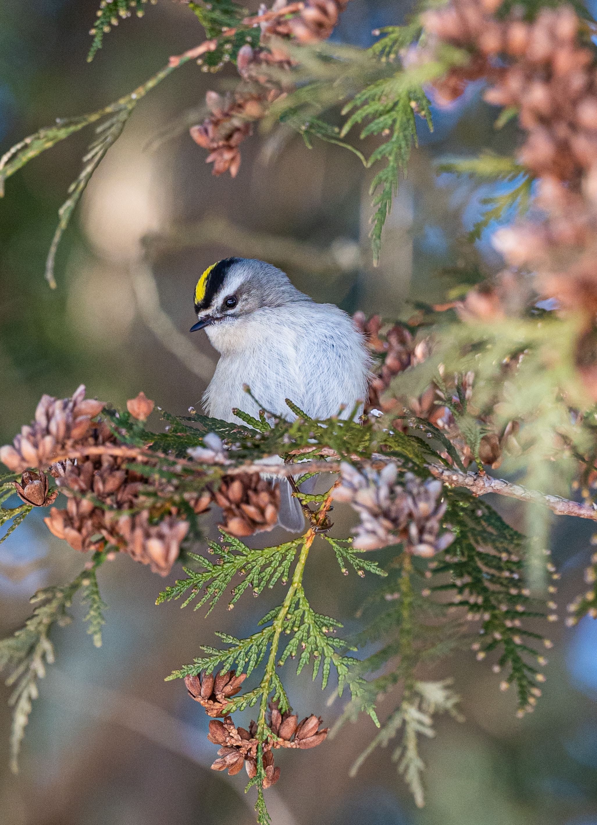 Golden-crowned kinglet sitting on a cedar branch against a natural background.