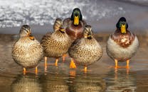 冬季湖中，绿头鸭的特写镜头倒映在水中