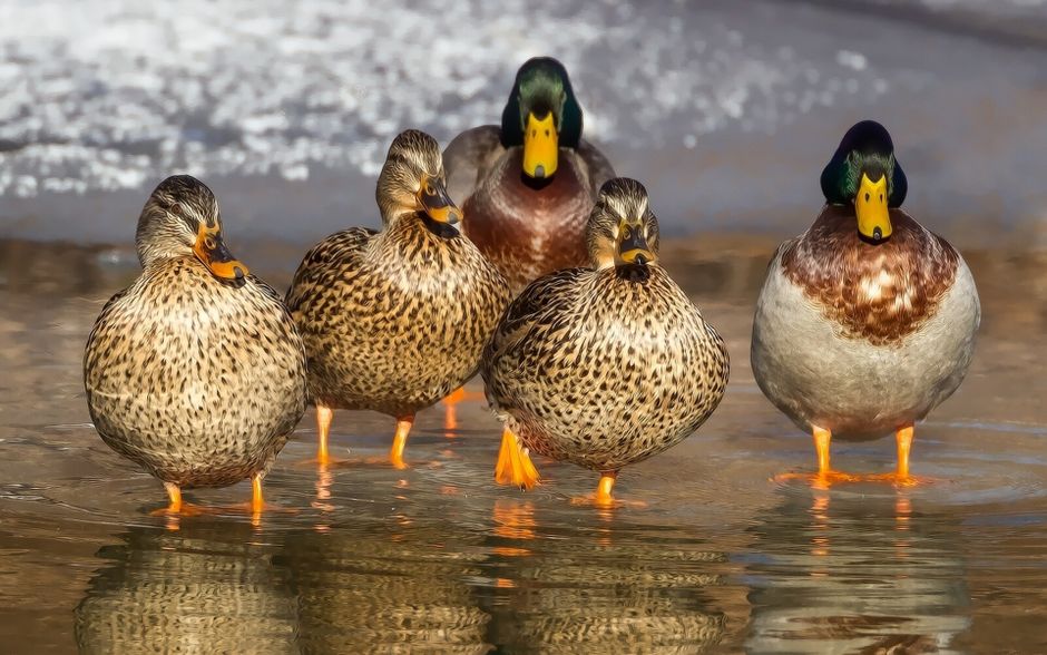 animal removal near me Woodland Hills animal removal Woodland Hills
