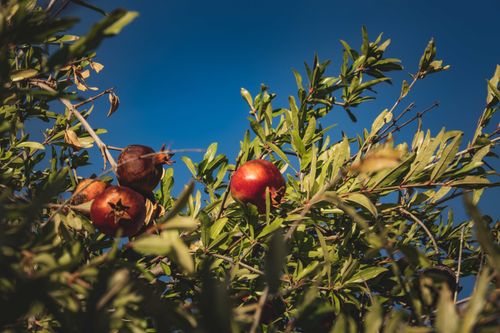 Free Close-up of ripe pomegranates on a tree with clear blue sky, showcasing natural beauty. Stock Photo