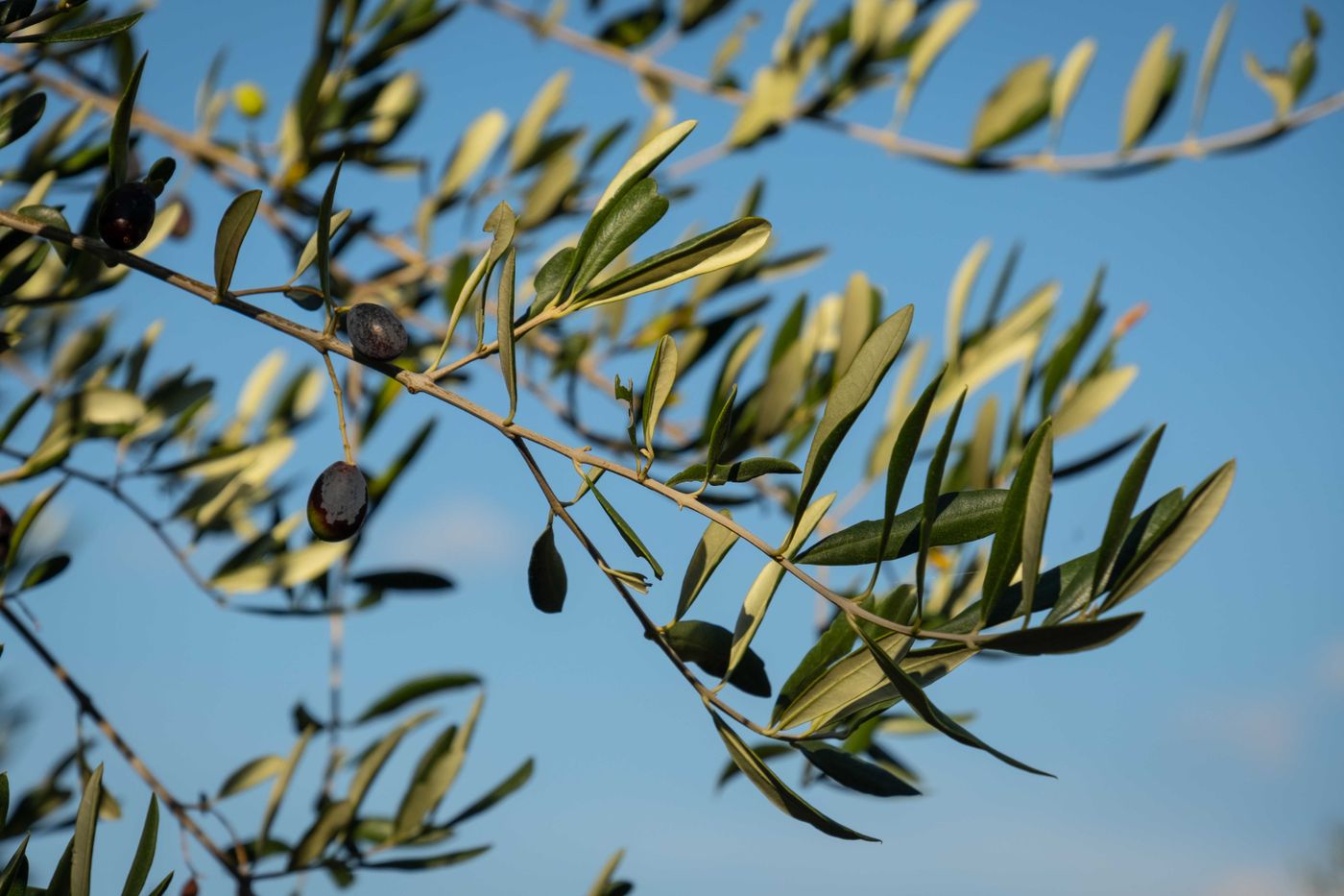 Olivos en la finca