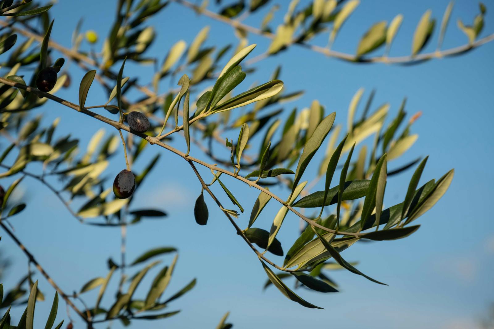 Olives ripening on the branch