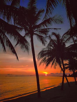 Cinematic sunset view over a palm tree lined beach in Sihanoukville, Cambodia.