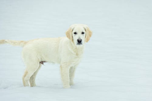 A Beige Short Coated Puppy on Snow Covered Ground