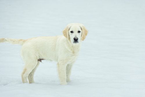 Free Adorable Golden Retriever puppy standing in snow-covered landscape, showcasing winter beauty. Stock Photo