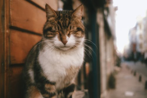 고양이, 고양잇과 동물, 귀여운의 무료 스톡 사진