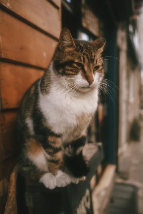 Free Brown and White Tabby Cat Stock Photo