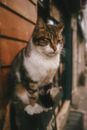 Brown and White Tabby Cat
