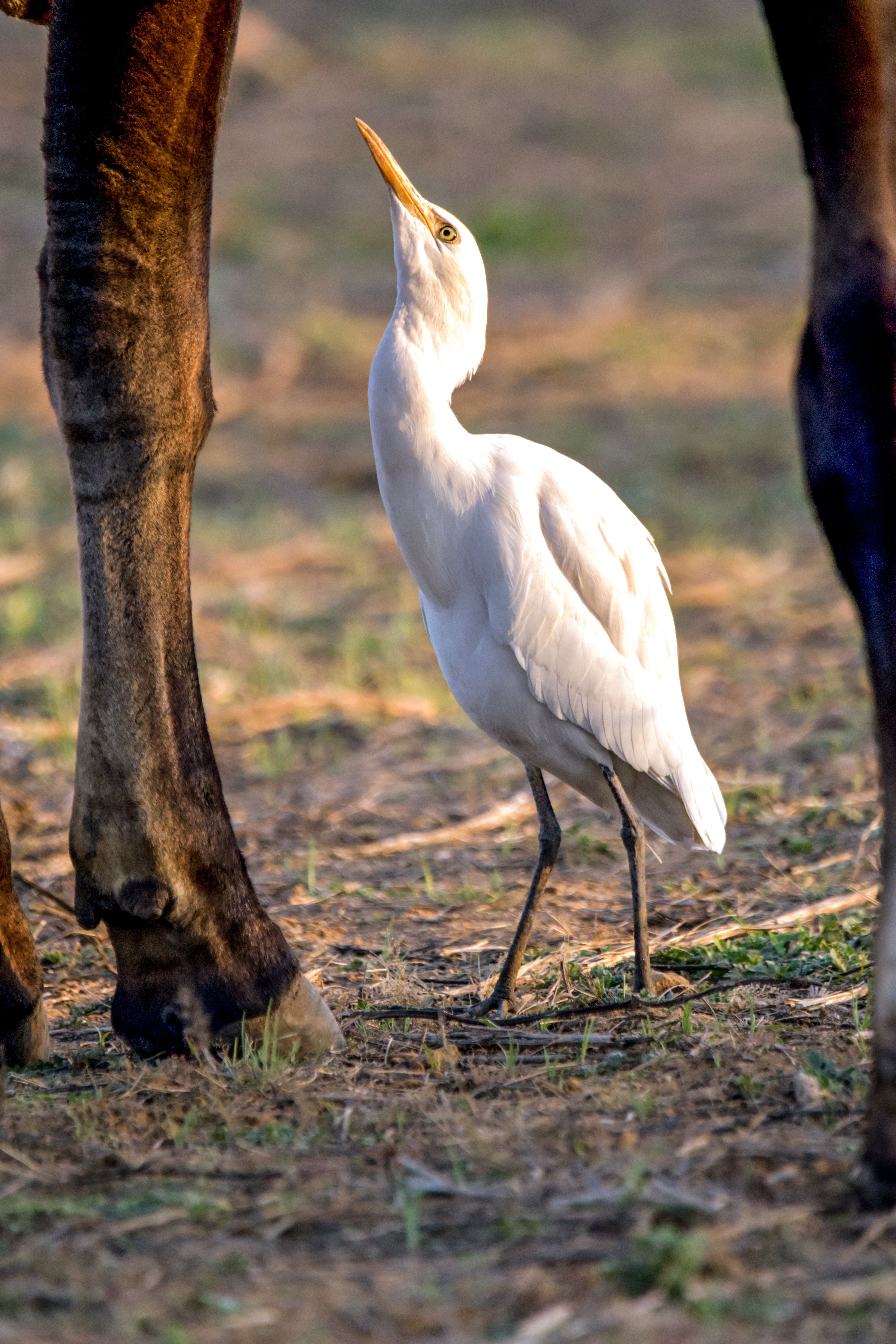 A cattle egret standing beside a large mammal on a sunny day.