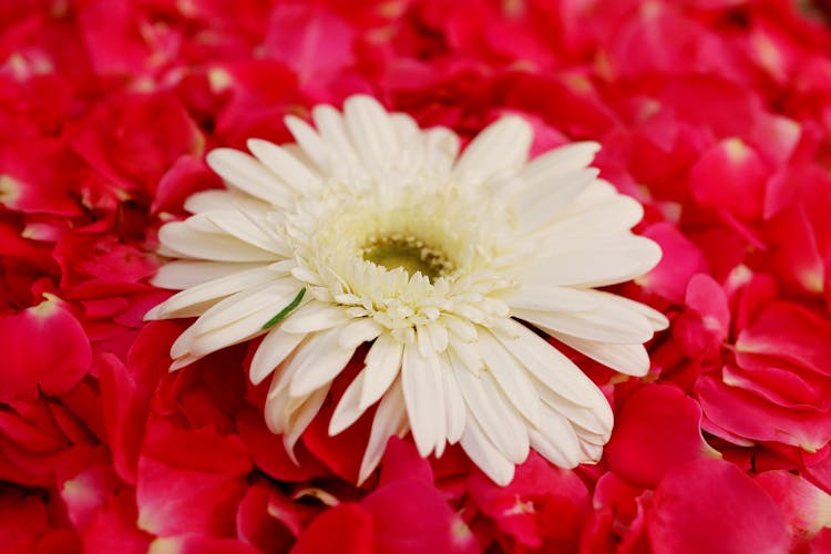 White Flower And Red Petals